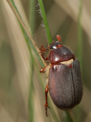 Phyllophaga impar