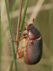 Phyllophaga impar