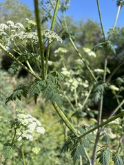 Conium maculatum
