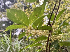 Actinidia callosa discolor