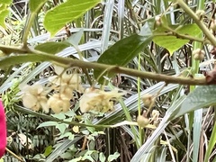 Actinidia callosa discolor