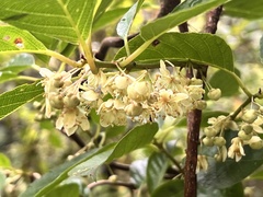 Actinidia callosa discolor