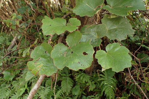 Rubus sieboldii