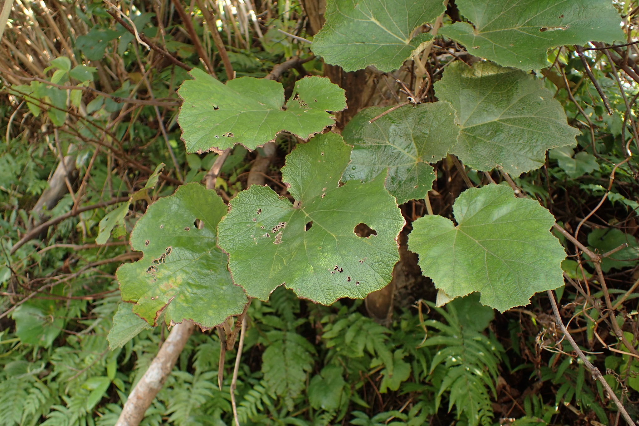 Rubus sieboldii