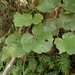 Rubus sieboldii - Photo 由 王錦堯（Ong Jin Yao） 所上傳的 (c) 王錦堯（Ong Jin Yao），保留部份權利CC BY-NC