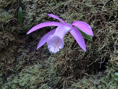 Pleione formosana