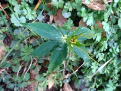 Paris polyphylla stenophylla