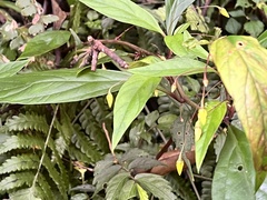 Lysimachia ardisioides