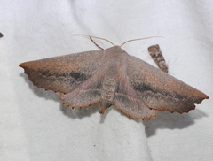 Monoctenia smerintharia