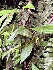 Lysimachia ardisioides