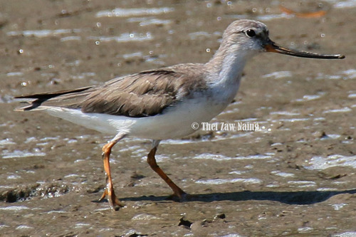 Terek Sandpiper