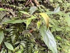 Lysimachia ardisioides