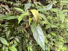 Lysimachia ardisioides