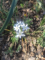 Ornithogalum baeticum