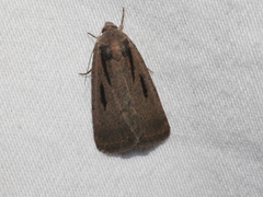Thoracolopha acontoura