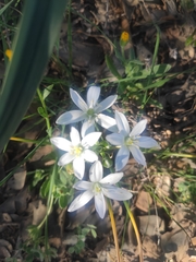 Ornithogalum baeticum