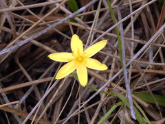 Hypoxis juncea