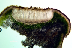 Acarospora americana