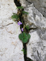 Dorcoceras hygrometricum