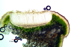 Acarospora americana