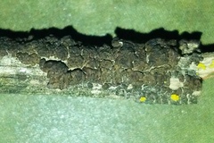 Acarospora americana