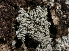 Physcia tribacioides