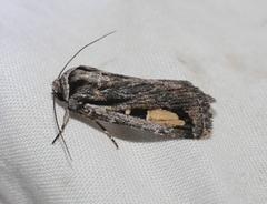 Proteuxoa passalota