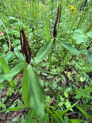 Trillium lancifolium