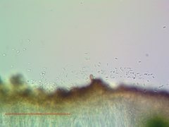 Acarospora americana