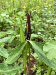 Trillium lancifolium