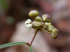 Asclepias elegantula