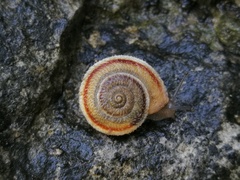 Pseudiberus tectumsinense zenonis