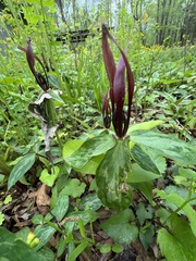 Trillium lancifolium