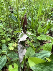Trillium lancifolium