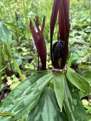 Trillium lancifolium