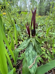 Trillium lancifolium