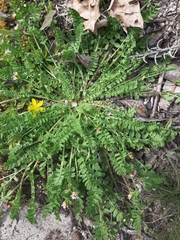 Ornithopus perpusillus