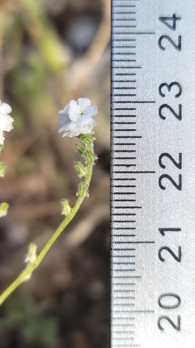 Image of Cryptantha flaccida by (c) Chris Winchell, some rights reserved (CC BY)