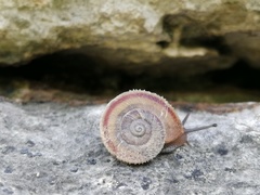 Pseudiberus tectumsinense zenonis