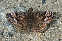 Erynnis martialis