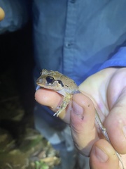 Craugastor megacephalus