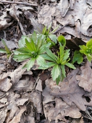 Ranunculus cassubicus