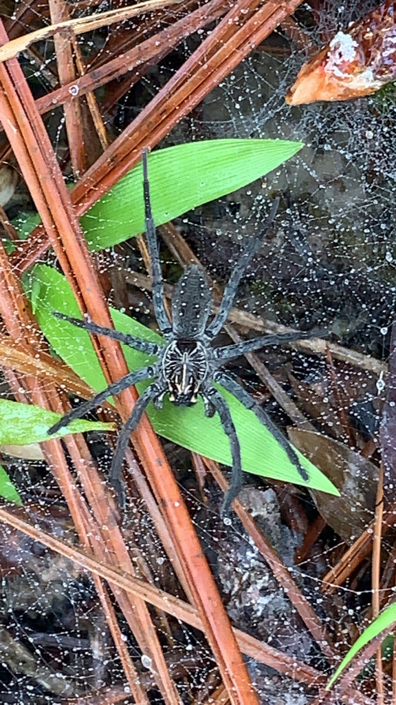 Sosippus mimus