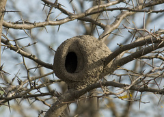 Furnarius rufus