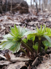 Ranunculus cassubicus