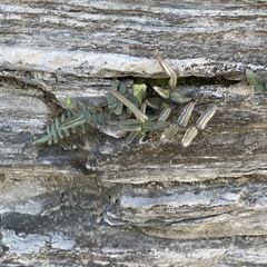 Pellaea atropurpurea