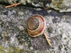 Pseudiberus tectumsinense zenonis