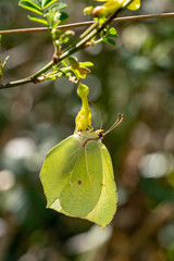 Gonepteryx rhamni