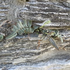 Pellaea atropurpurea