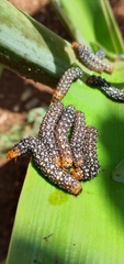 Xanthopastis timais